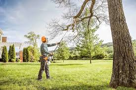 How Our Tree Care Process Works  in  Glasgow, MT